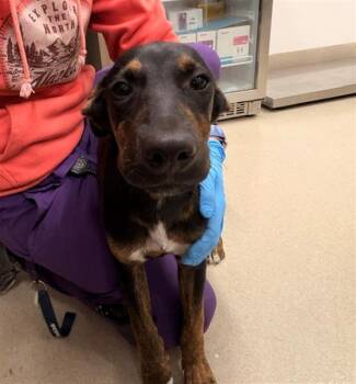 OCTOBER -  German Shepherd Dog and Mixed Breed Dog for Adoption in Baytown, Texas - OCTOBER | PetCurious