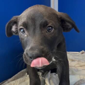 Bane -  Mixed Breed Dog for Adoption in Las Cruces, New Mexico - Bane | PetCurious