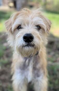 Wheaten Terrier and Standard Schnauzer Dogs Available for Adoption - Rusty | PetCurious