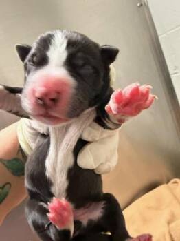 EARTH -  Mixed Breed Dog for Adoption in Jacksonville, Florida - EARTH | PetCurious