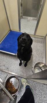 Maggie -  Terrier Dog for Adoption in Athens, Tennessee - Maggie | PetCurious