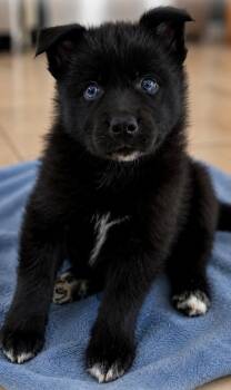 Cosmo -  Husky and Pomeranian Dog for Adoption in Oxford, Michigan - Cosmo | PetCurious