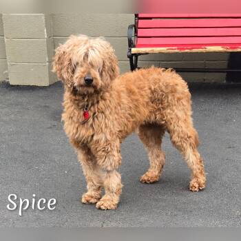 Rescue Goldendoodle Dogs for Adoption in Fredericksburg, Virginia - Spice | PetCurious