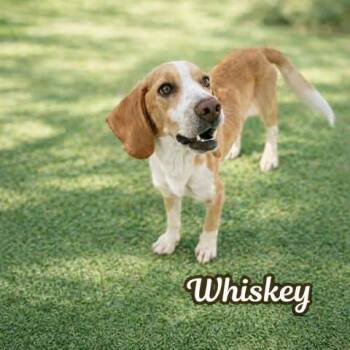 Beagle Dogs Available for Adoption in Cochran, Georgia - Whiskey | PetCurious