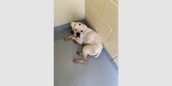 Boxer Dogs Available for Adoption - Zalika | PetCurious