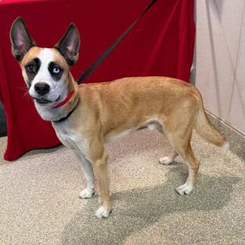 IVHS-Stray-144409 -  Shepherd and Husky Dog for Adoption in San Gabriel, California - IVHS-Stray-144409 | PetCurious
