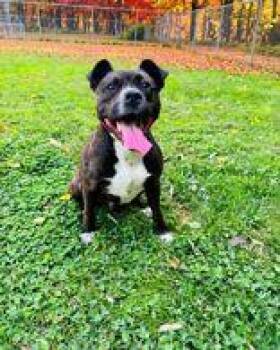 Waffle -  Pit Bull Terrier Dog for Adoption in Skowhegan, Maine - Waffle | PetCurious