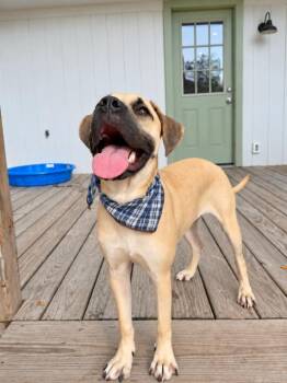 Elvis Presley Love Me Tender -  Black Mouth Cur and Pit Bull Terrier Dog for Adoption in Friendswood, Texas - Elvis Presley Love Me Tender | PetCurious