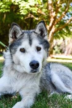 Doug -  Siberian Husky Dog for Adoption in Vancouver, Washington - Doug | PetCurious