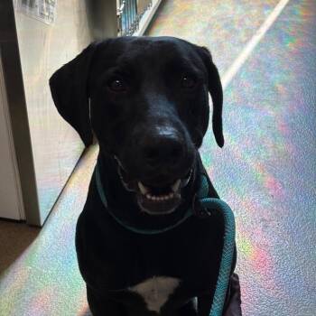 Taz -  Weimaraner and American Bulldog Dog for Adoption in Council Bluffs, Iowa - Taz | PetCurious