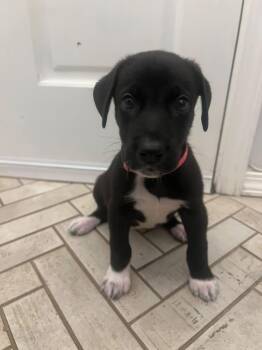 Creme -  Black Labrador Retriever Dog for Adoption in Oklahoma City, Oklahoma - Creme | PetCurious