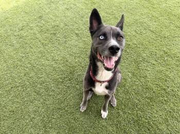 LOBO -  German Shepherd Dog and Mixed Breed Dog for Adoption in Rowlett, Texas - LOBO | PetCurious
