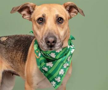 LUNA -  Labrador Retriever Dog for Adoption in Brentwood, Missouri - LUNA | PetCurious