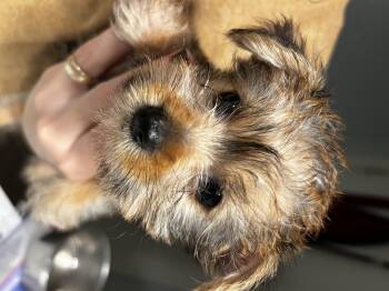 Rescue Yorkshire Terrier Dogs for Adoption in Brownstown, Indiana - John | PetCurious