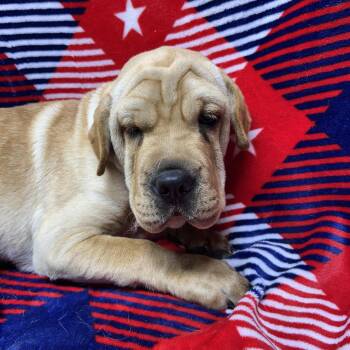 HANK (mini hippo) -  Cocker Spaniel and Shar Pei Dog for Adoption in Elyria, Ohio - HANK (mini Hippo) | PetCurious