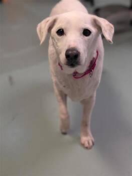 Loulou -  Mixed Breed Dog for Adoption in Montreal, Quebec - Loulou | PetCurious