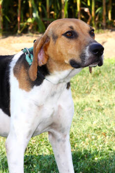Rescue Coonhound Dogs for Adoption in Evansville, Indiana - Huckleberry | PetCurious