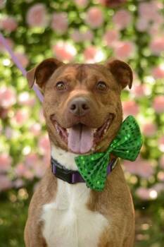 Mixed Breed Dogs Available for Adoption in Chamblee, Georgia - Cheerio - IN FOSTER | PetCurious