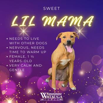 Lil Mama -  Boxer and Pit Bull Terrier Dog Available for Adoption in Watauga, Texas - Lil Mama | PetCurious
