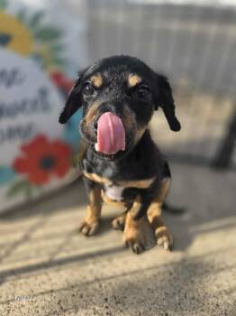 Rescue Terrier and Chihuahua Dogs for Adoption - Brandy *Arriving 12/6* | PetCurious