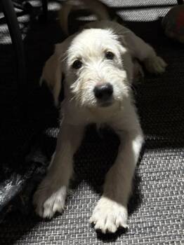 Quartz -  Labrador Retriever and Schnauzer Dog for Adoption in The Woodlands, Texas - Quartz | PetCurious