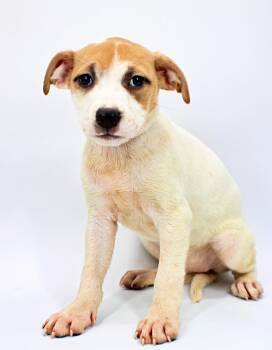 Maggie -  Beagle and Boxer Dog for Adoption in Morton Grove, Illinois - Maggie | PetCurious
