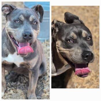 TICONDEROGA -  American Staffordshire Terrier and Mixed Breed Dog for Adoption in Albuquerque, New Mexico - TICONDEROGA | PetCurious