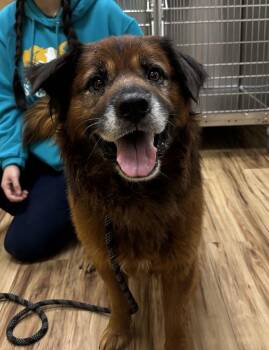 Pumpkin -  Mixed Breed Dog for Adoption in Raleigh, North Carolina - Pumpkin | PetCurious