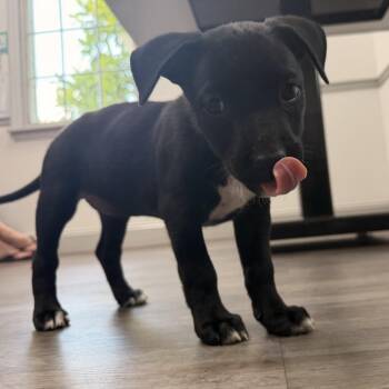 Willow -  German Shepherd Dog Dog for Adoption in Aberdeen, North Carolina - Willow | PetCurious