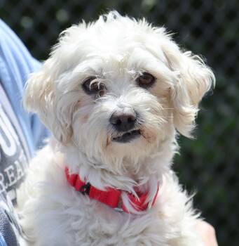Maltipoo Dogs Available for Adoption in Kansas City, Kansas - Ted (AO36393) | PetCurious