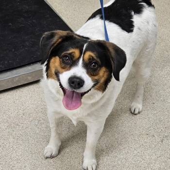 Beagle and Mixed Breed Dogs Available for Adoption in Evansville, Indiana - Bruno | PetCurious