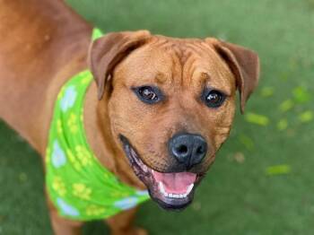 Mixed Breed Dogs Available for Adoption in Charlotte, North Carolina - QUINN | PetCurious