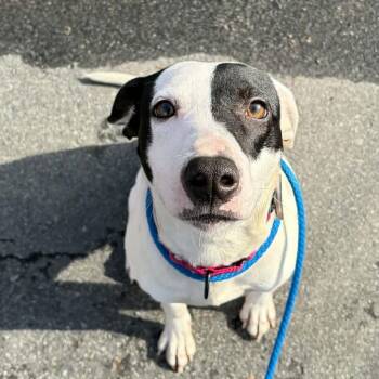 Pit Bull Terrier Dogs Available for Adoption - Panda | PetCurious