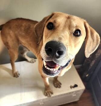 August -  Labrador Retriever Dog for Adoption in Washington, District Of Columbia - August | PetCurious