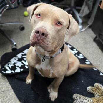 Pit Bull Terrier Dogs Available for Adoption in Columbia, Missouri - Mercedes | PetCurious