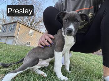 Pit Bull Terrier and Labrador Retriever Dogs Available for Adoption in Kansas City, Missouri - Presley | PetCurious