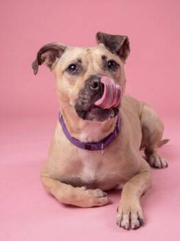 Black Mouth Cur Dogs Available for Adoption - GiGi | PetCurious