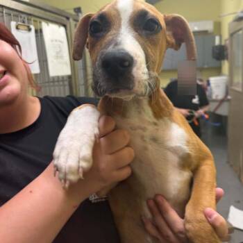 Sam -  Mixed Breed Dog for Adoption in Blue Ridge, Georgia - Sam | PetCurious
