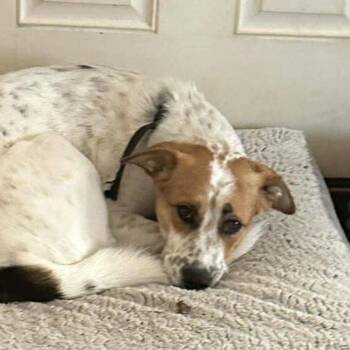 Australian Cattle Dog Blue Heeler Dogs Available for Adoption - Daisy **Foster Needed** | PetCurious