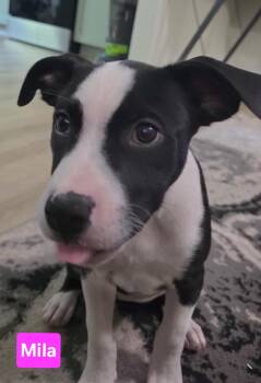 Mila -  American Staffordshire Terrier and Black Labrador Retriever Dog for Adoption in Clinton, Missouri - Mila | PetCurious