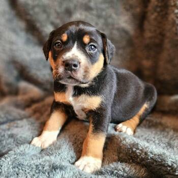 Mixed Breed Dogs Available for Adoption - Rose Pup - Gray | PetCurious