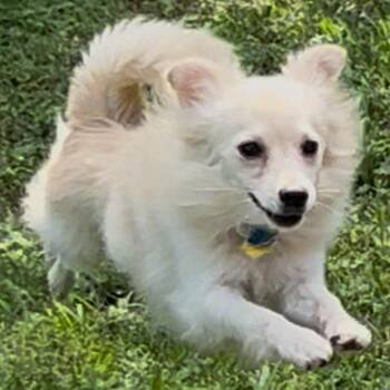 Rescue American Eskimo Dog and Pomeranian Dogs for Adoption in Houston, Texas - Tucker (fka Alph) | PetCurious