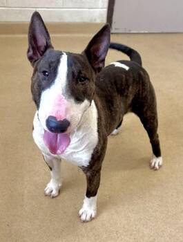 Bull Terrier Dogs Available for Adoption in Derwood, Maryland - POPEYE | PetCurious