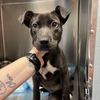 Labrador Retriever and Mixed Breed Dogs Available for Adoption in Greensboro, North Carolina - Stormy | PetCurious