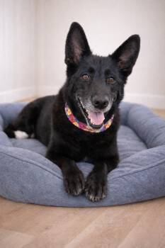 German Shepherd Dog Dogs Available for Adoption in Chesterfield, Missouri - Lyla | PetCurious