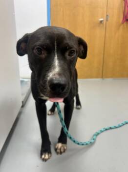 Crow -  Pit Bull Terrier and Labrador Retriever Dog for Adoption in Hartsville, South Carolina - Crow | PetCurious