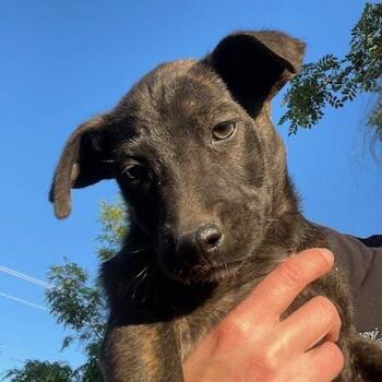 Mixed Breed Dogs Available for Adoption in Moab, Utah - Nyx | PetCurious
