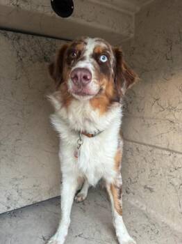 Muffin -  Australian Shepherd Dog for Adoption in Gainesville, Florida - Muffin | PetCurious