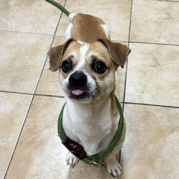 Bánh Mì (mcas) -  Chihuahua and Pug Dog for Adoption in Troutdale, Oregon - Bánh Mì (mcas) | PetCurious