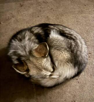 Husky Dogs Available for Adoption in Evergreen, Colorado - Raya AKA Baby Wolf Lol | PetCurious